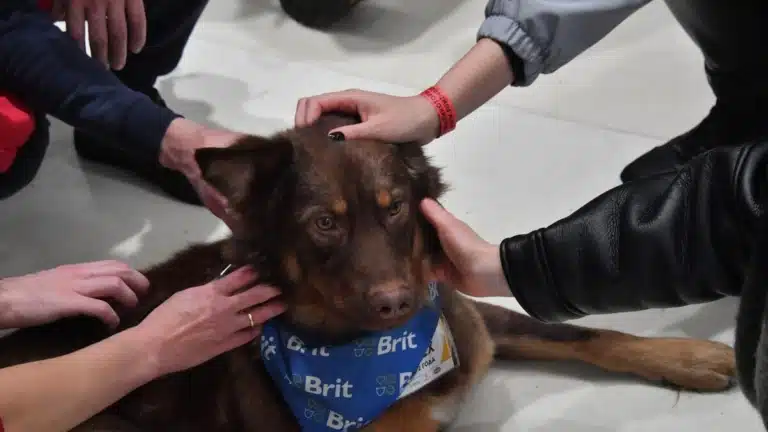 Багато людей одночасно гладять по голові коричневого собаку