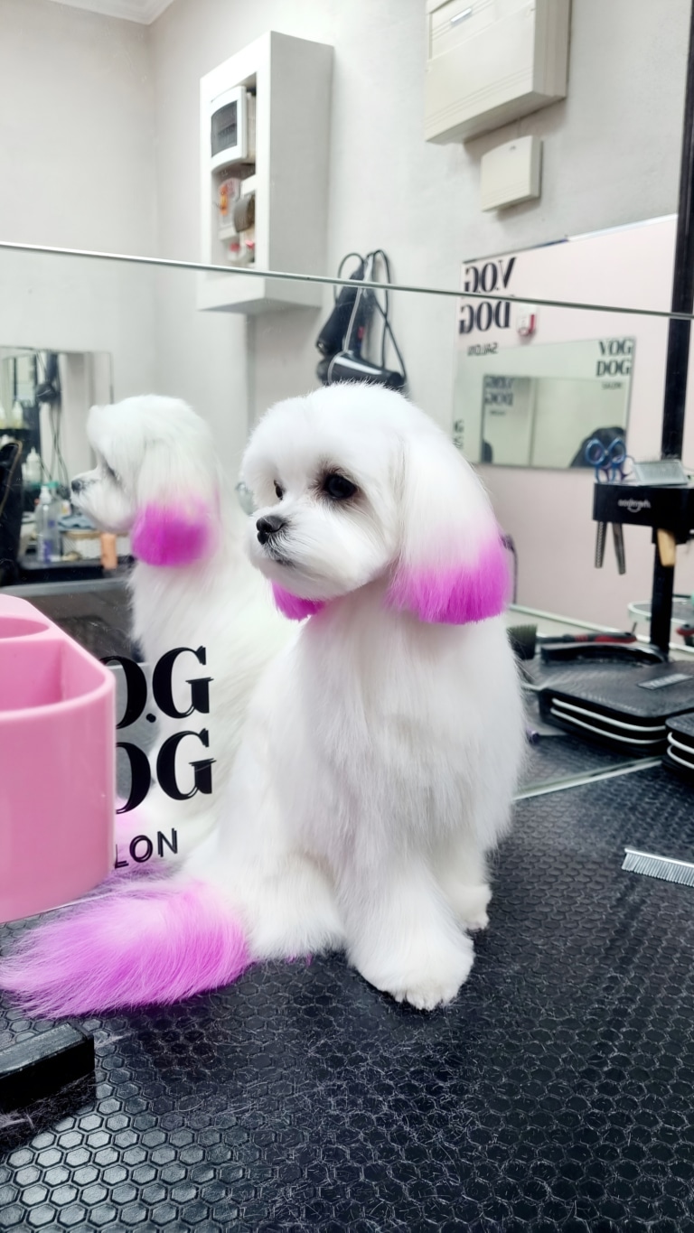 Мальтезе після фарбування має фіолетові кінчики вушок та хвоста