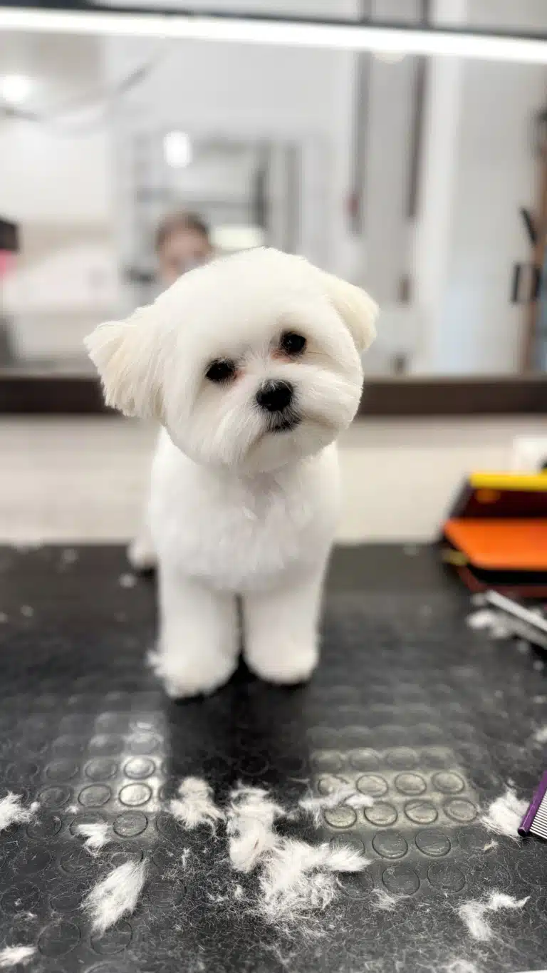 Мальтезе тепер має стрижку "Тедді" після візиту в професійний салон грумінгу