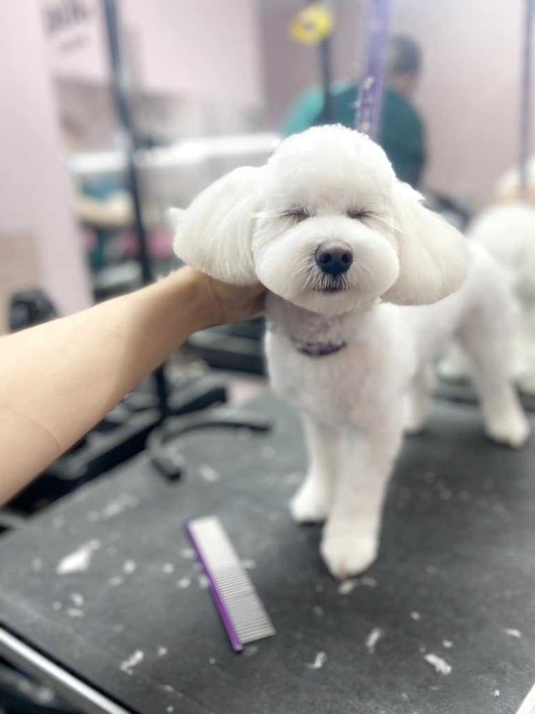 Мальтезе має округлу мордочку та вушка, а вії залишили довгі