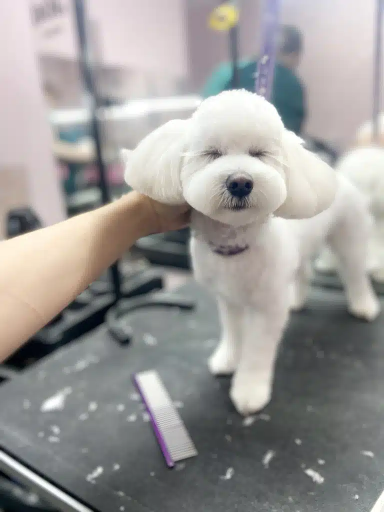 Мальтезе має округлу мордочку та вушка, а вії залишили довгі