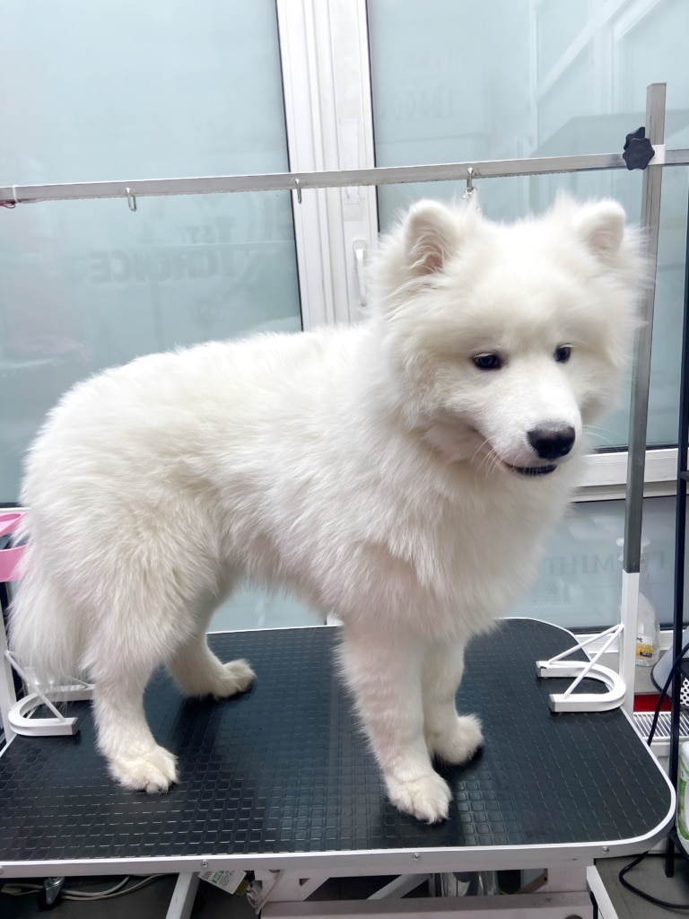 Самоїд на грумерському столі дивиться на щось на підлозі