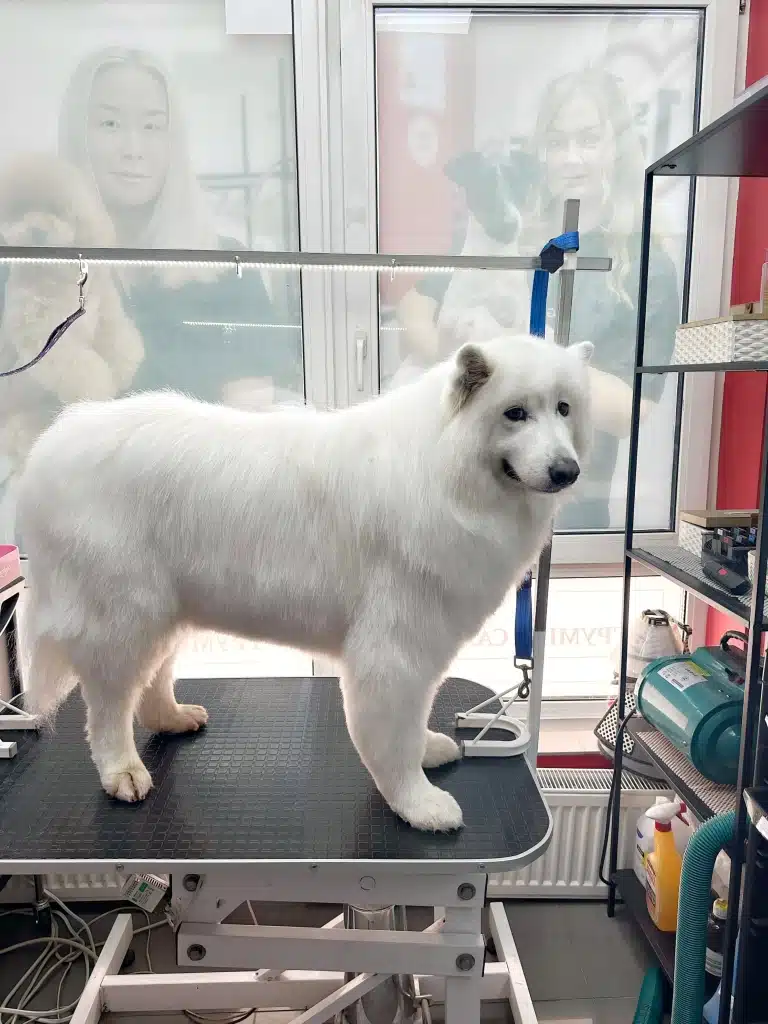 Самоїд після стрижки в грумера має охайний вигляд