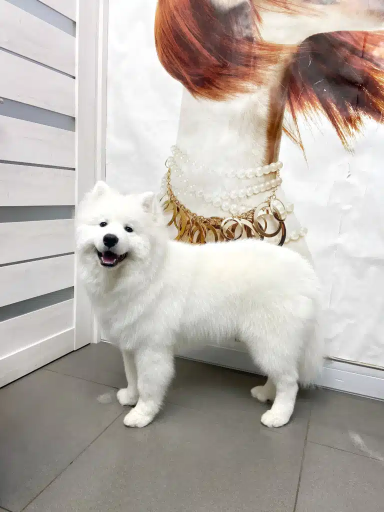 Самоїд стоїть біля постеру з моделлю-собакою