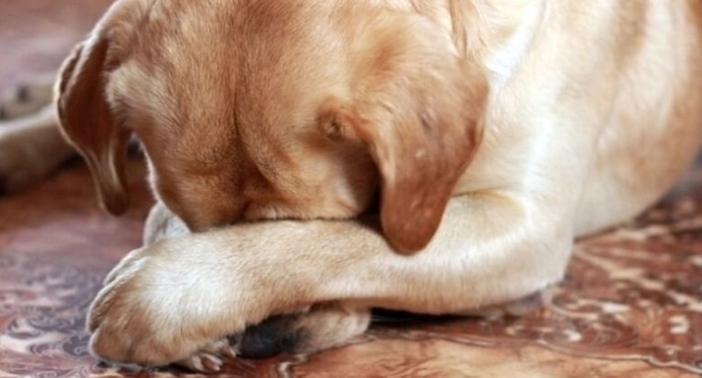 Собака закрив своїми лапами очі, щоб не бачити заподіяної шкоди