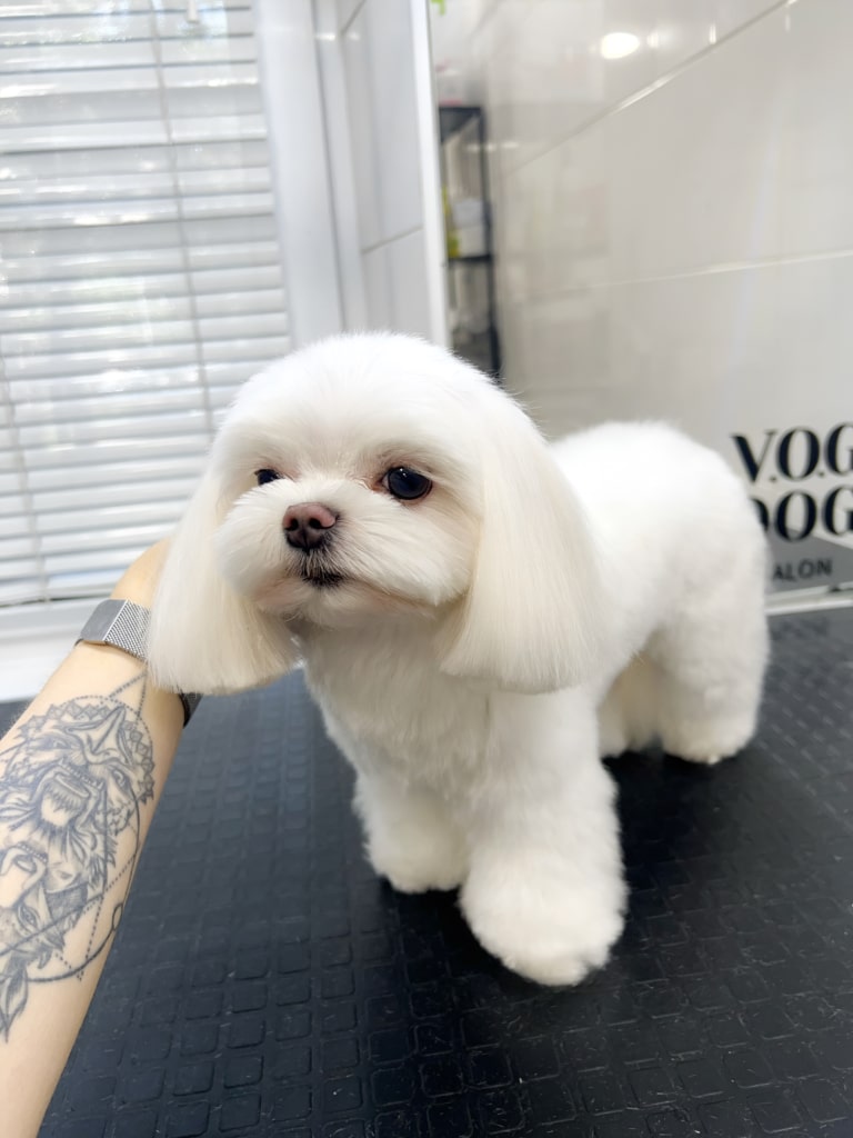 Мальтезе після стрижки має довге каре та лапки-капельки