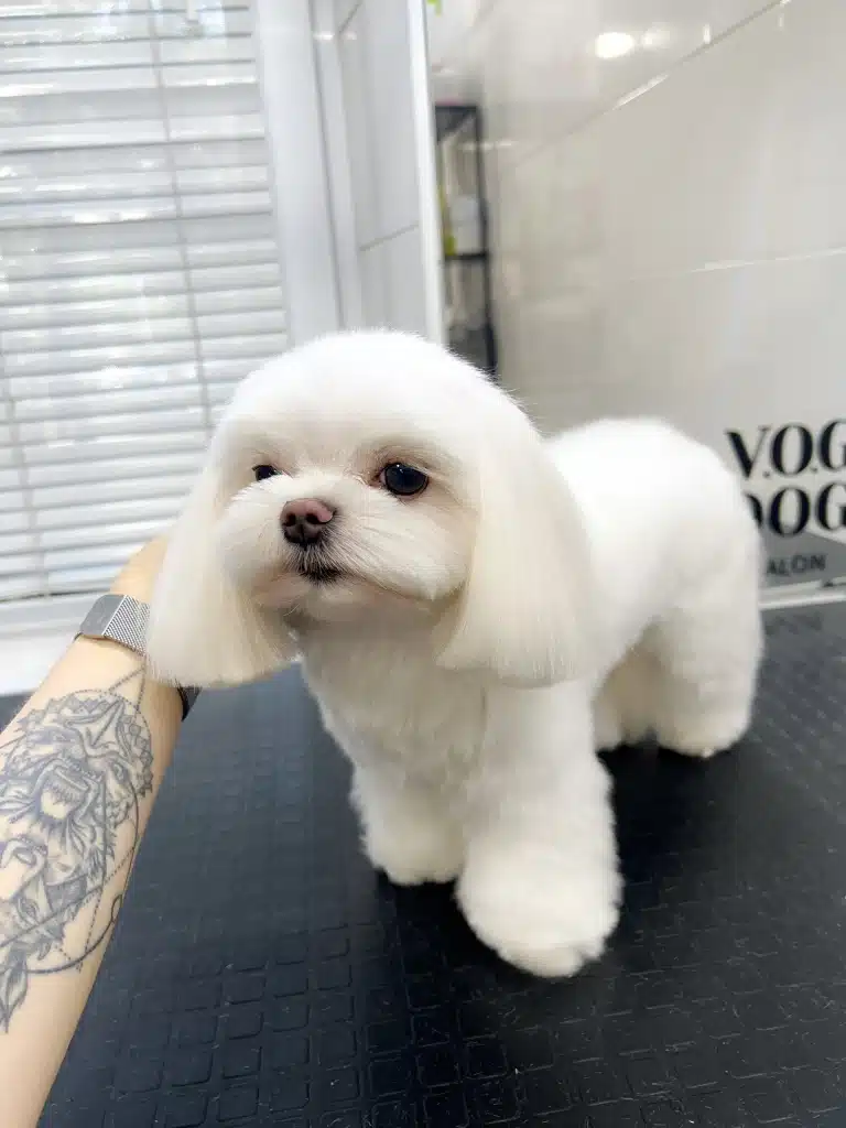 Мальтезе після стрижки має довге каре та лапки-капельки