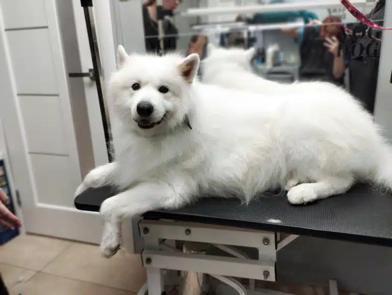 Самоїд розлігся на великому грумерському столі після експрес-линьки