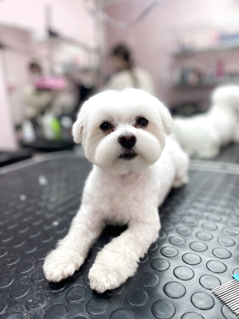 Мальтезе з круглою головою після ковтунів тепер має коротку шерсть на тулубі