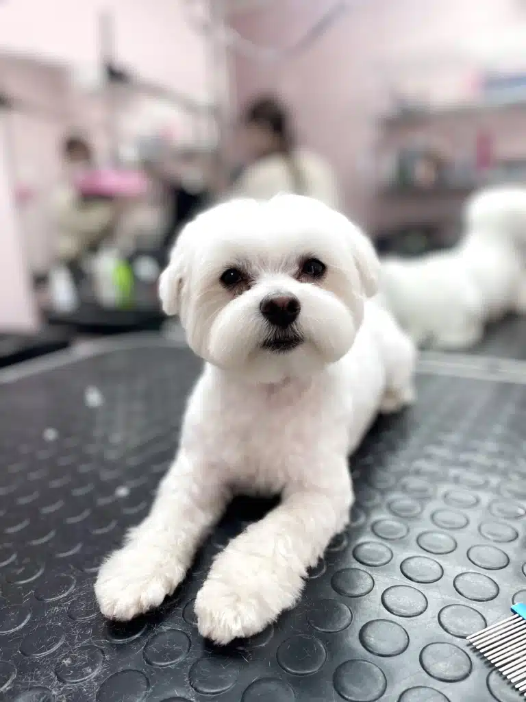 Мальтезе з круглою головою після ковтунів тепер має коротку шерсть на тулубі