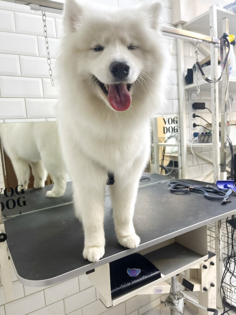 Самоїд примружив очі, а в дзеркалі видно окантовку лап