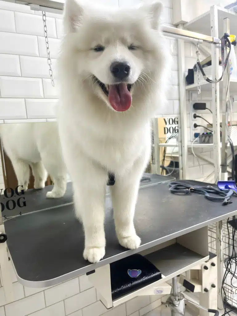 Самоїд примружив очі, а в дзеркалі видно окантовку лап