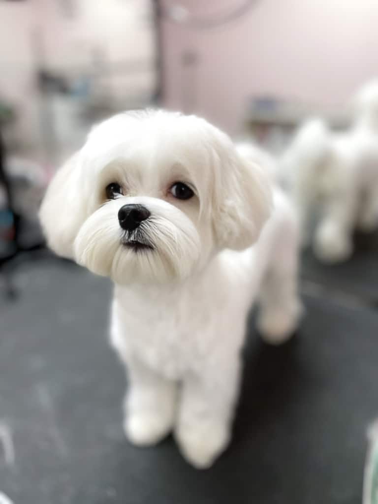 Мальтезе з довгими вушками та мордочкою має чистку білу шерсть
