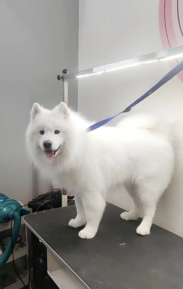 Самоїд після грумінгу має блискучу доглянуту шерсть, а лапки вже охайно підстрижені