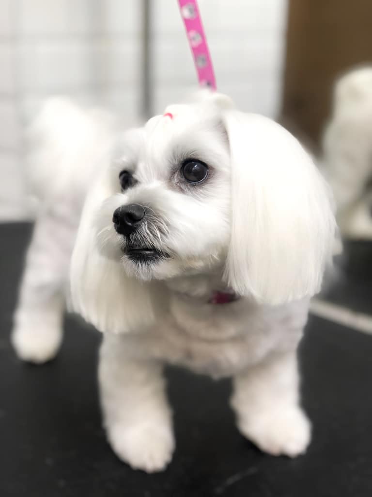 Мальтезе з довгими вушками та зачіскою готовий підкорювати світ після грумінгу