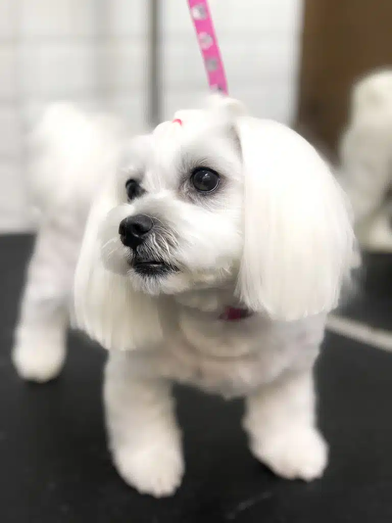 Мальтезе з довгими вушками та зачіскою готовий підкорювати світ після грумінгу