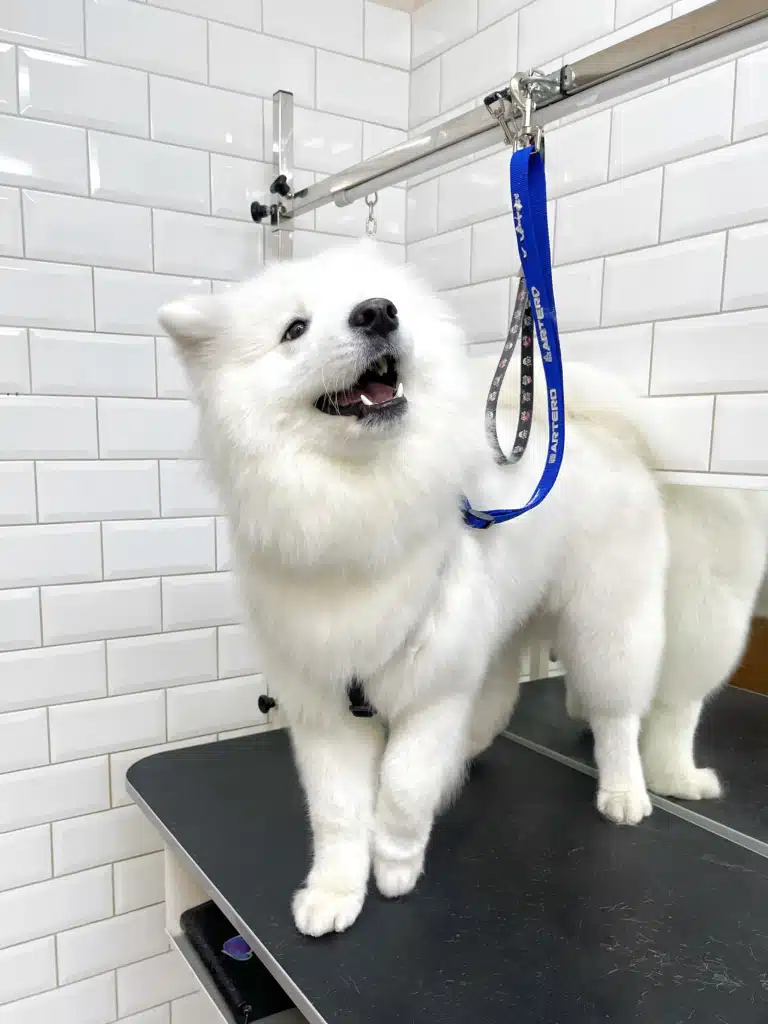 Самоїд трохи підняв передню лапку, стоячи на грумерському столі