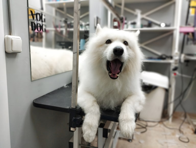 Самоїд позіхає, лежачи на столі в грумерській