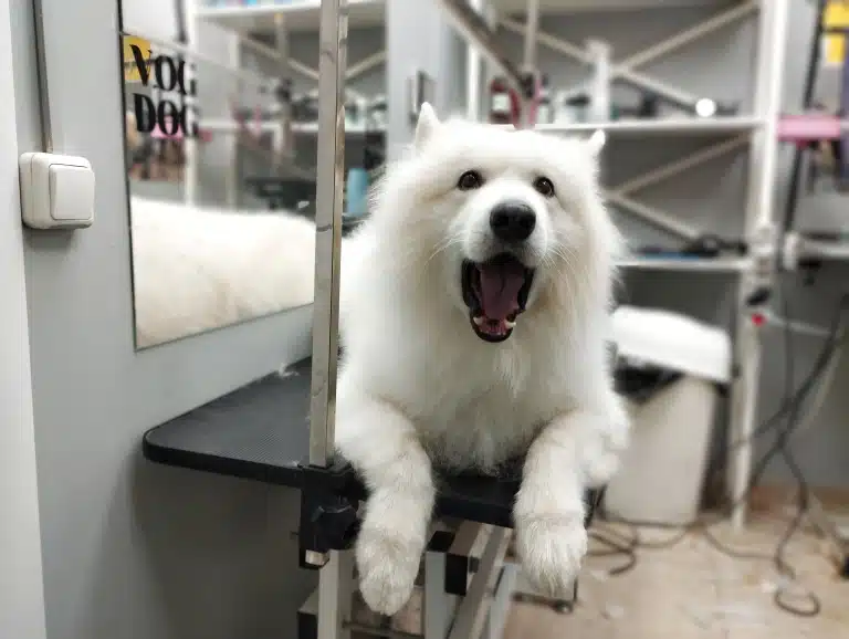 Самоїд позіхає, лежачи на столі в грумерській