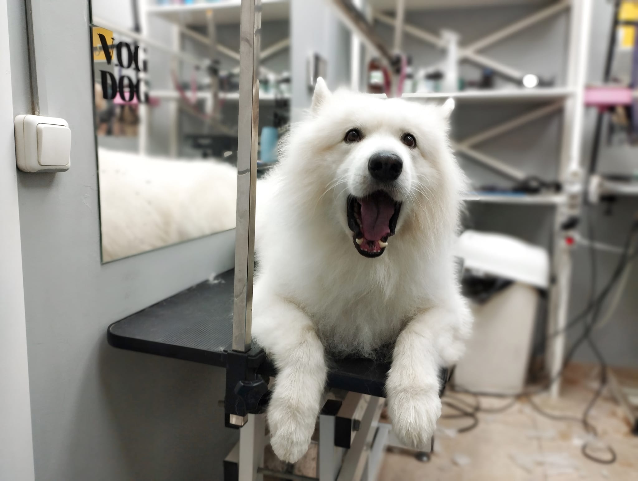 Самоїд позіхає, лежачи на столі в грумерській