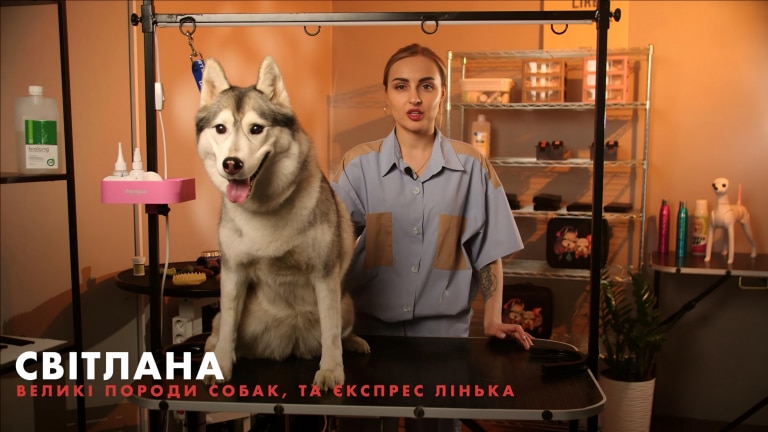 Викладач Світлана разом з хаскі готова до запису курсу грумінгу