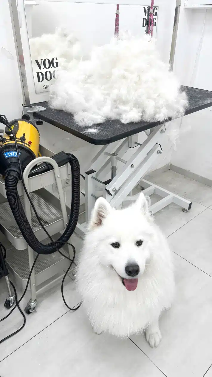 Самоїд сидить на плитці, а зверху на грумерському столі лежить вичесана шерсть