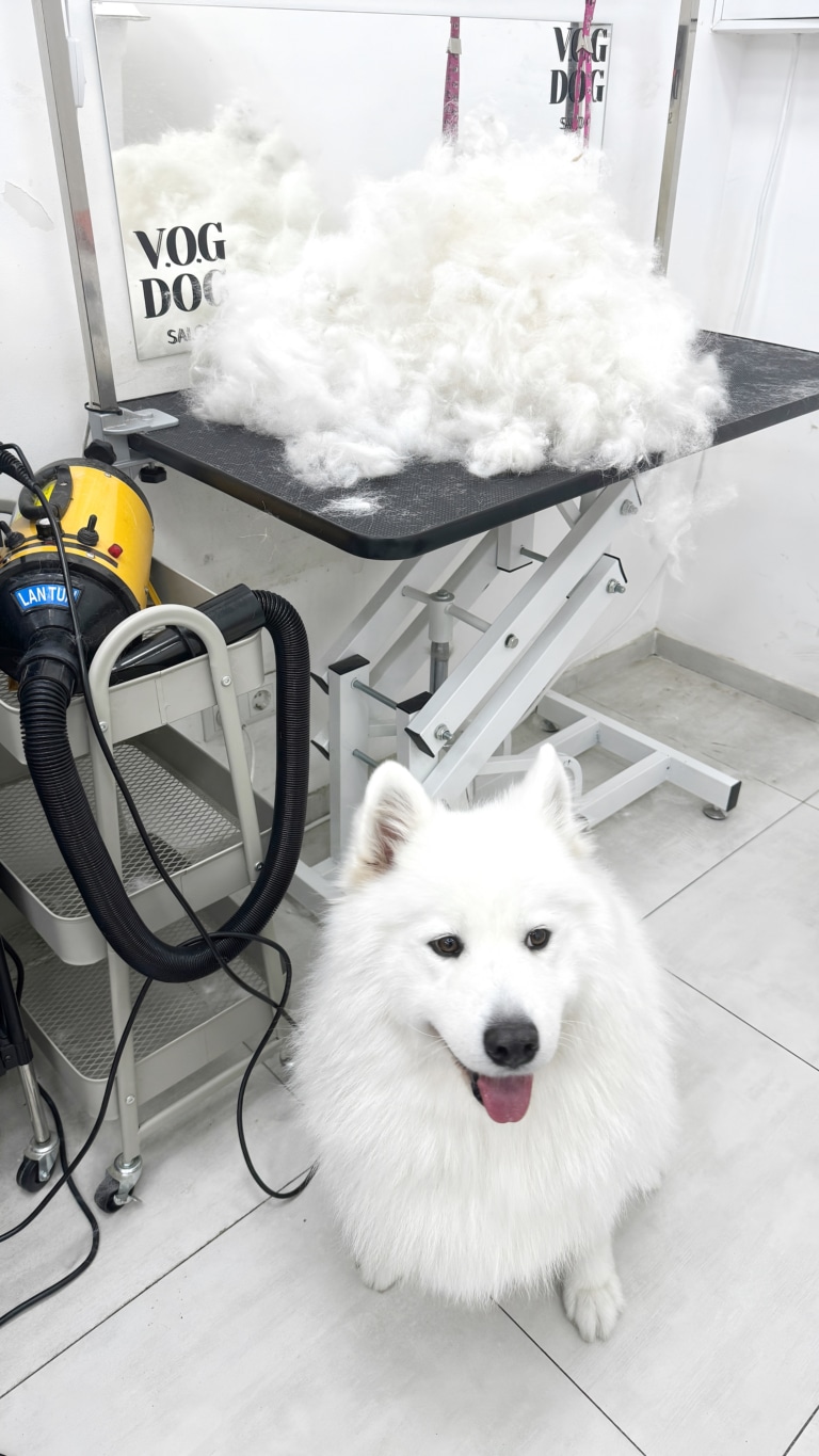 Самоїд сидить на плитці, а зверху на грумерському столі лежить вичесана шерсть