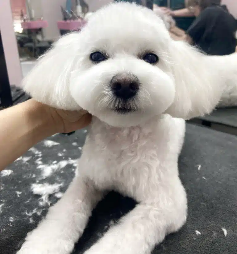 Грумер підстриг мальтезе круглу мордочку та вуса