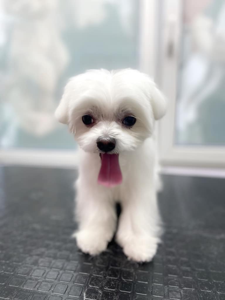 Мальтезе з коротенькими вушками висолопив довгого рожевого язика