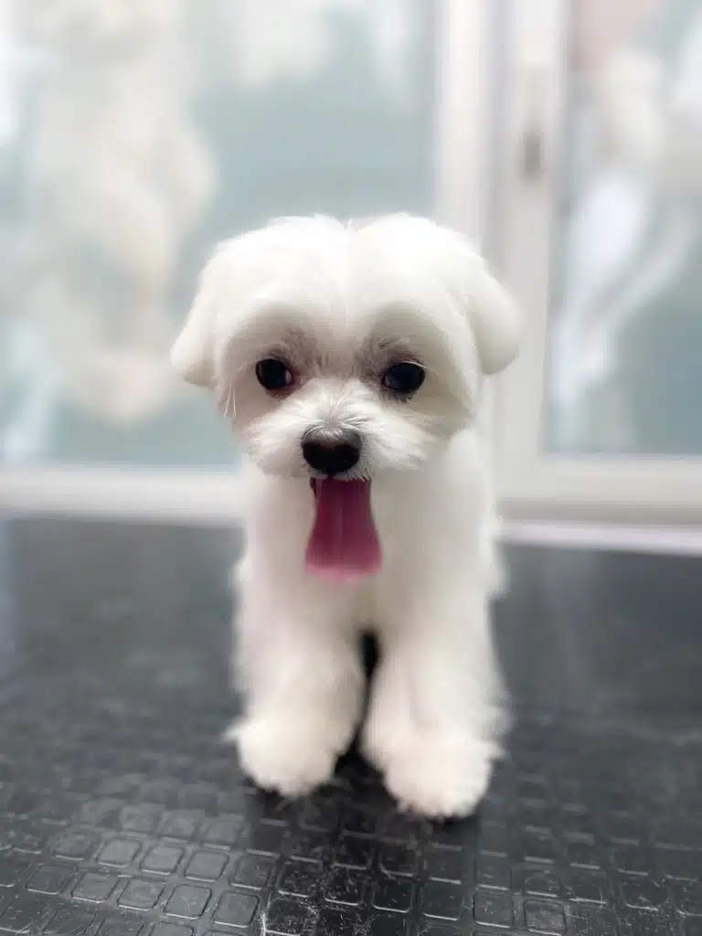 Мальтезе з коротенькими вушками висолопив довгого рожевого язика