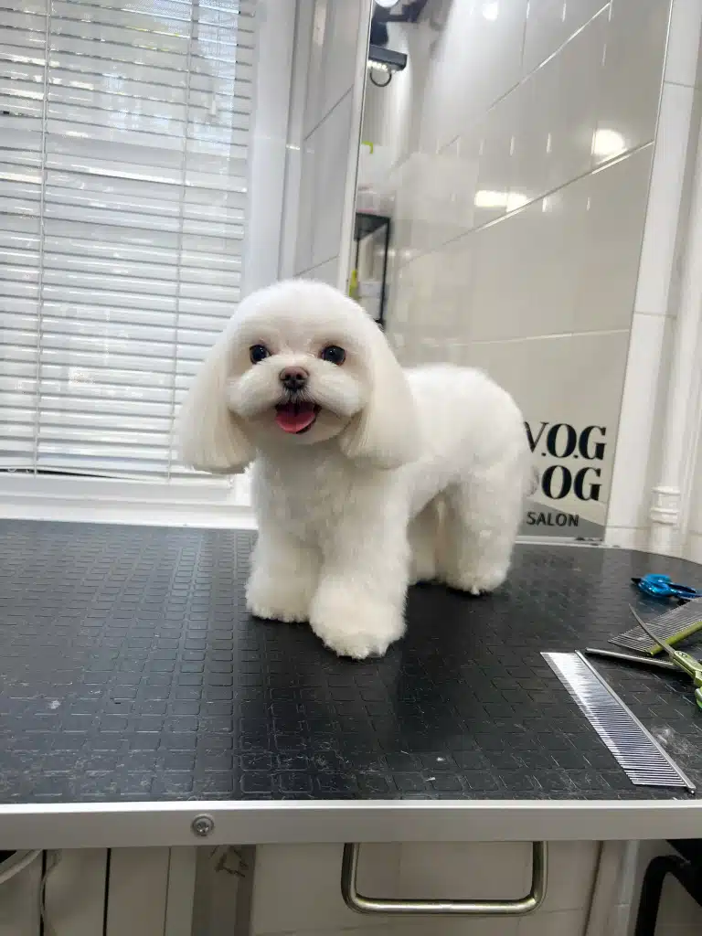 Мальтезе з об'ємною шерстю має довгі вушка і маленьку шапочку