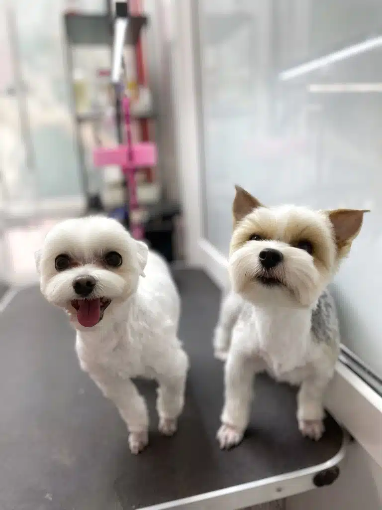 Йорки з літніми стрижками мають об'ємні мордочки