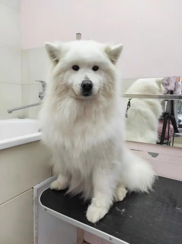 Самоїд позує на камеру перед купанням, щоб порівняти результат