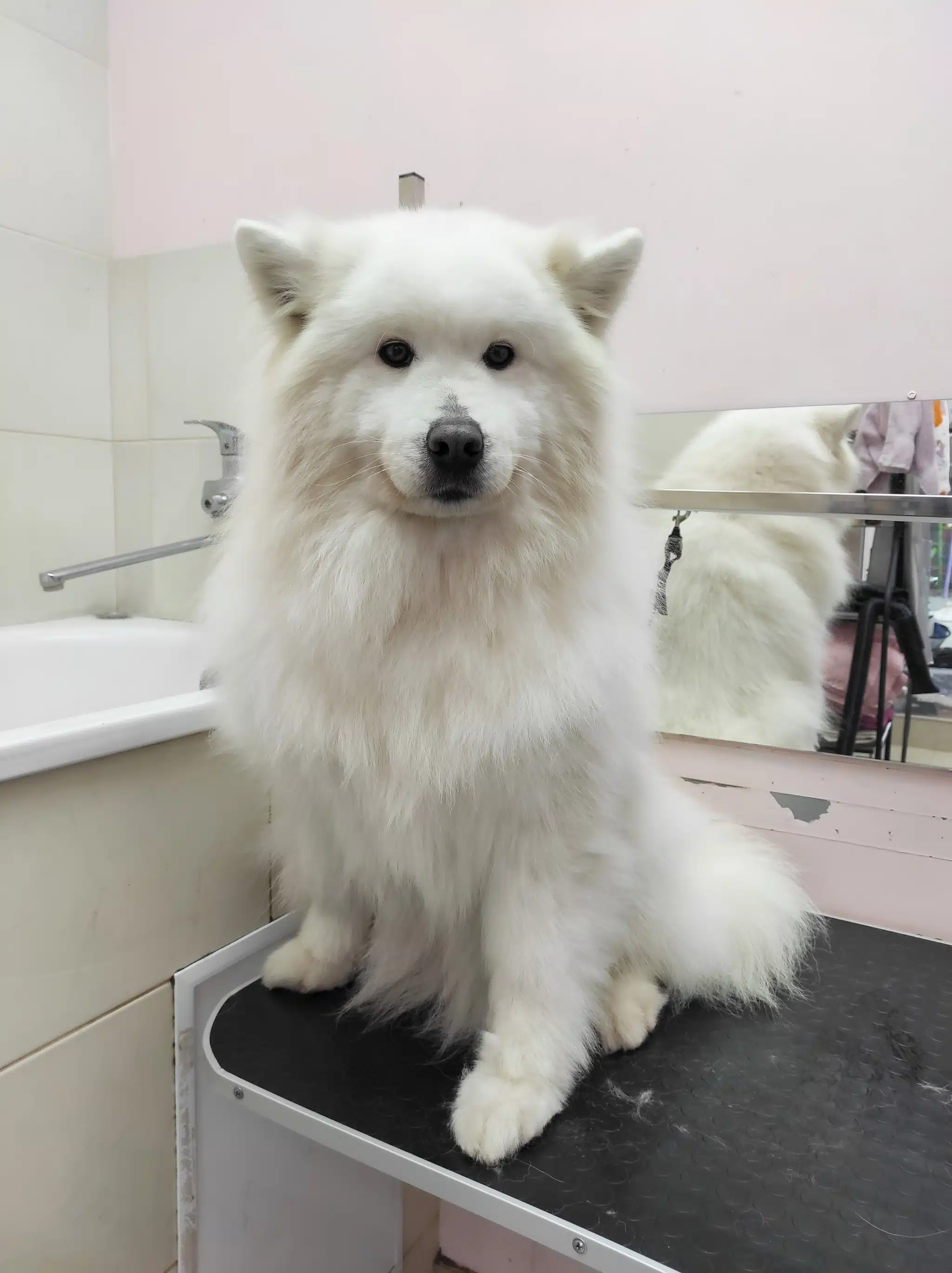 Самоїд позує на камеру перед купанням, щоб порівняти результат