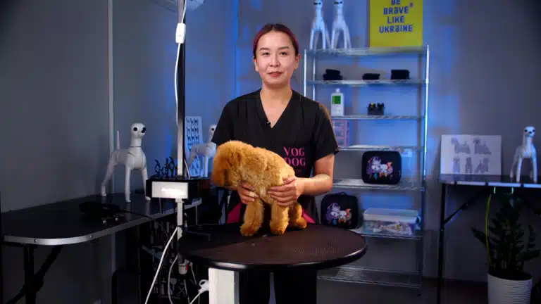 Викладач Аміна разом з мальтіпу готова до запису курсу грумінгу