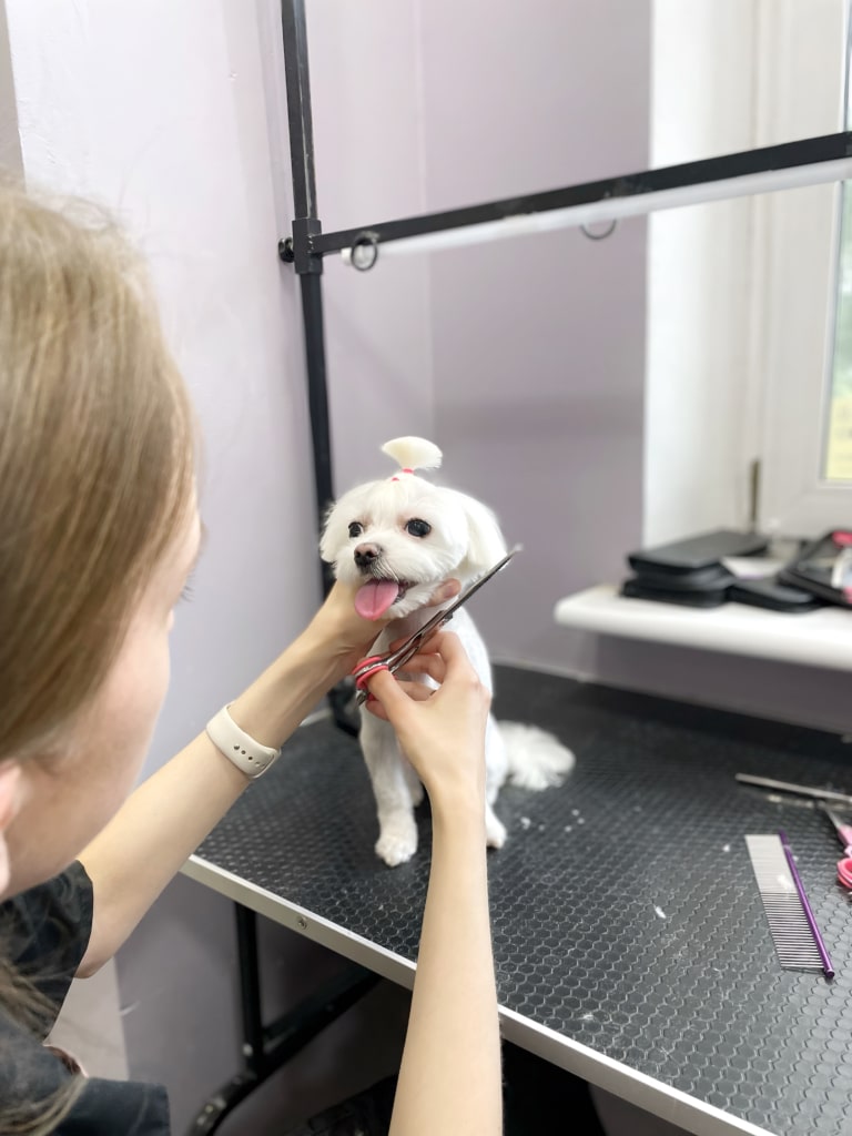 Грумер притримує мальтезе за шию, щоб мінімізувати ризик травматизації під час стрижки