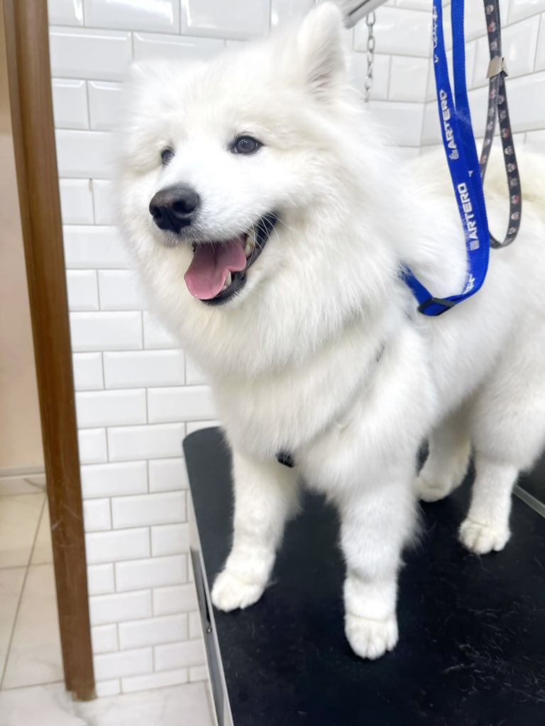 Пухнастий самоїд після грумінгу має підстрижену стрижку на лапах