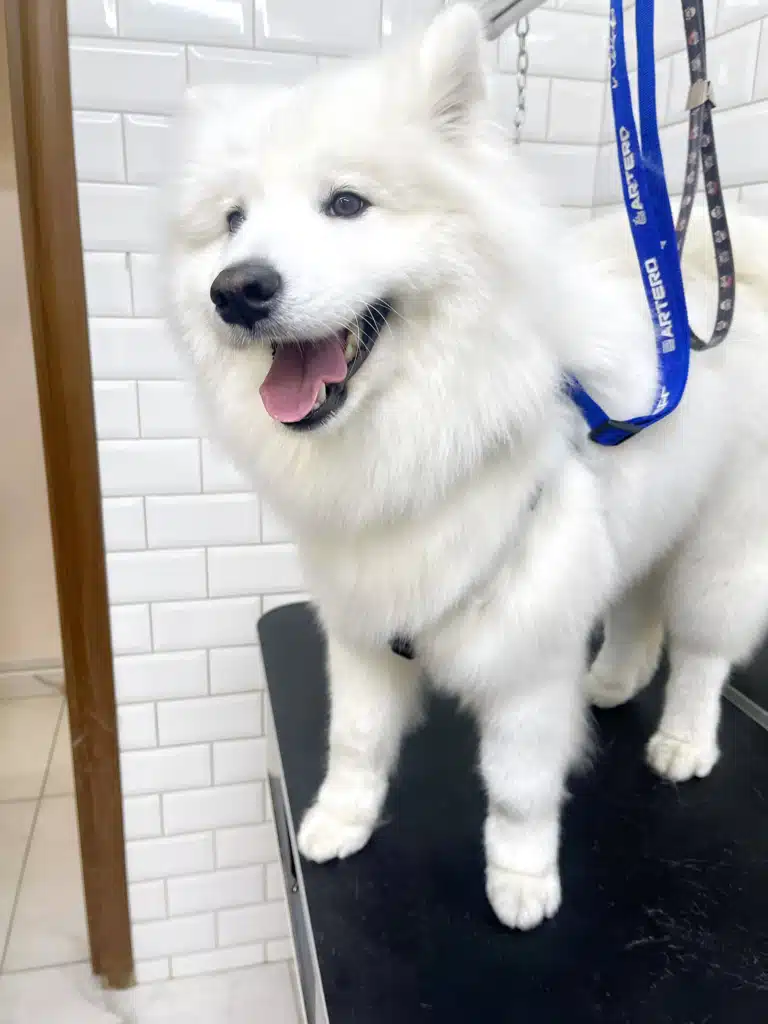 Пухнастий самоїд після грумінгу має підстрижену стрижку на лапах