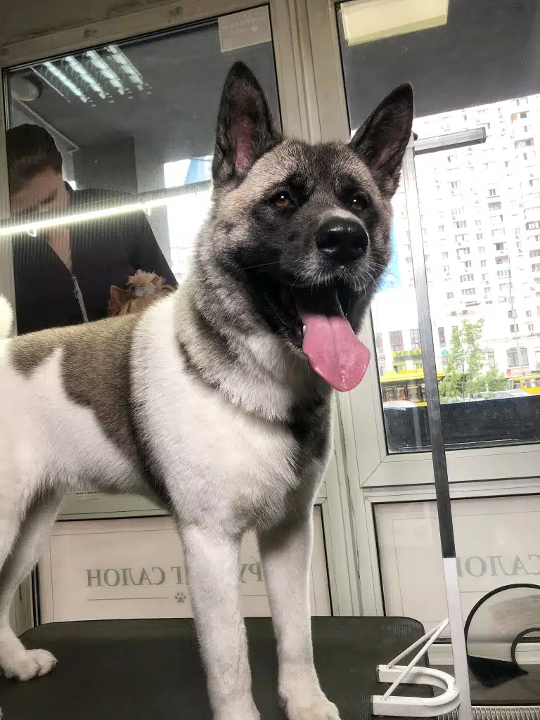 Собака підняв вушка в очікуванні власників після грумінгу