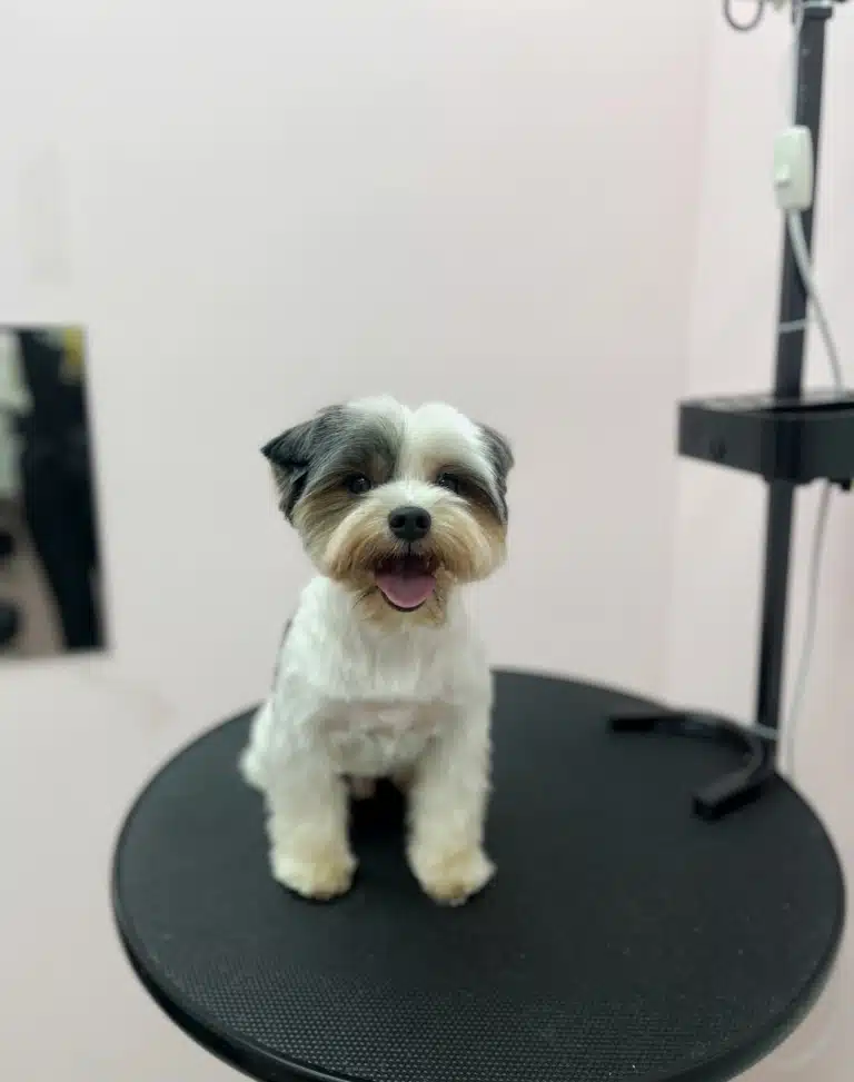 Щасливий бівер-йорк сидить на круглому столику після стрижки