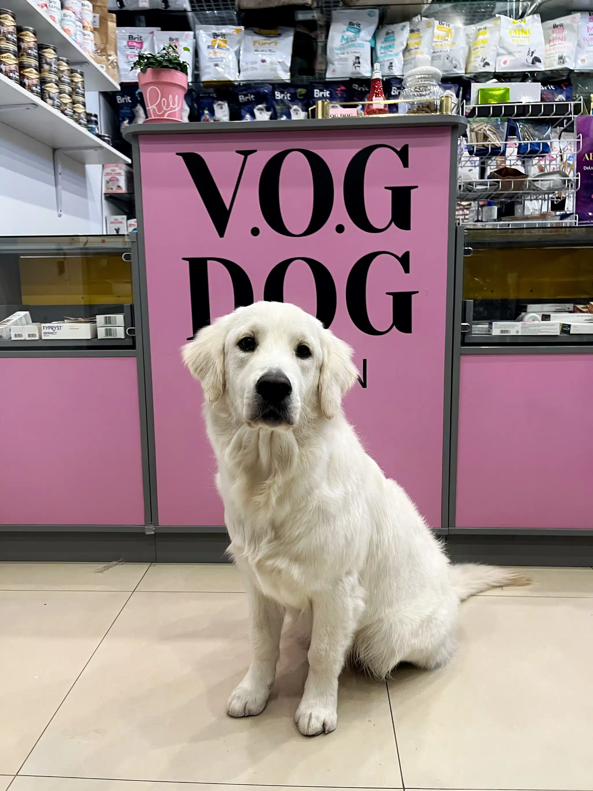 Ретривер покує перед стійкою V.O.G DOG SALON