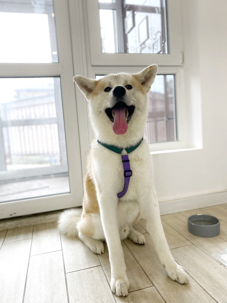Акіта в зелено-фіолетовій шлейці сидить біля мисочки, готовий до вигулу