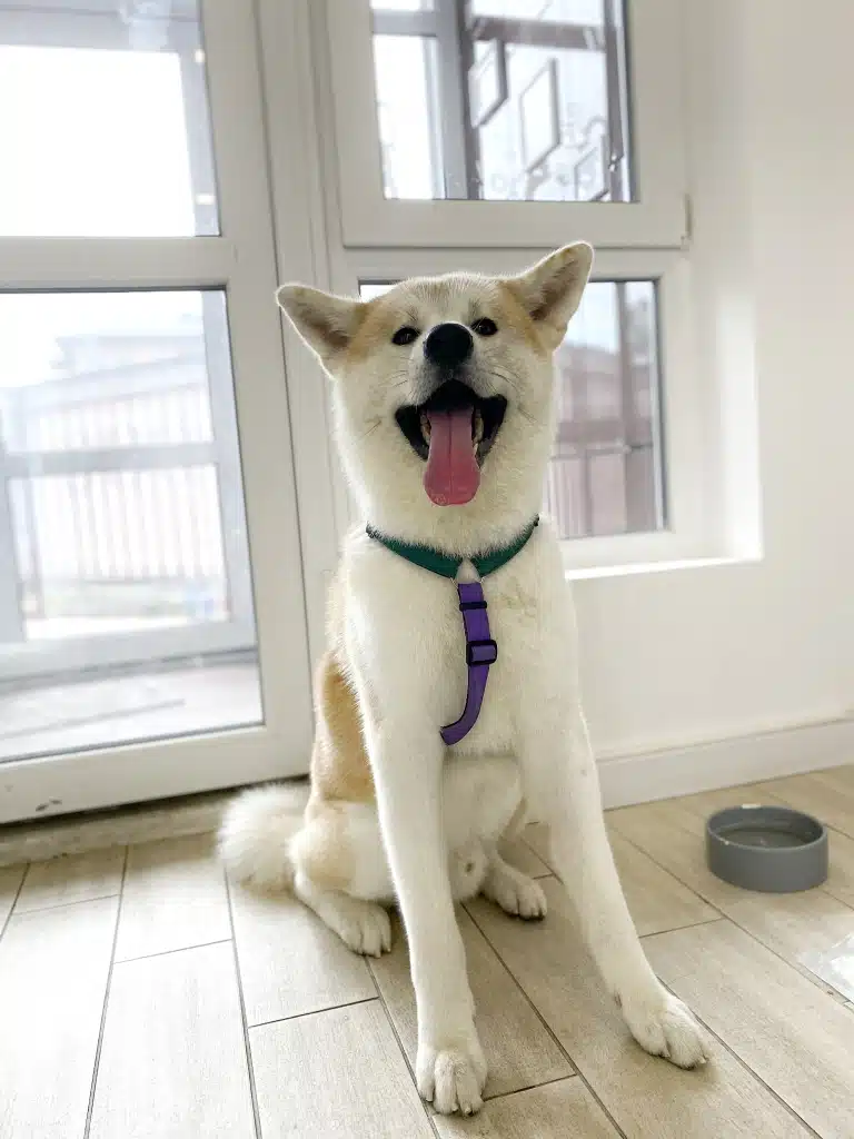 Акіта в зелено-фіолетовій шлейці сидить біля мисочки, готовий до вигулу