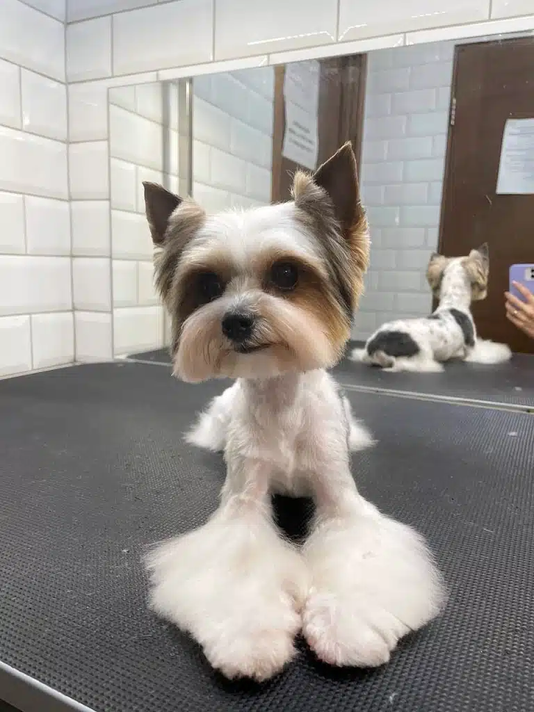 Бівер-йорк демонструє свої пухнасті білі лапки, які плавно переходять в короткий корпус