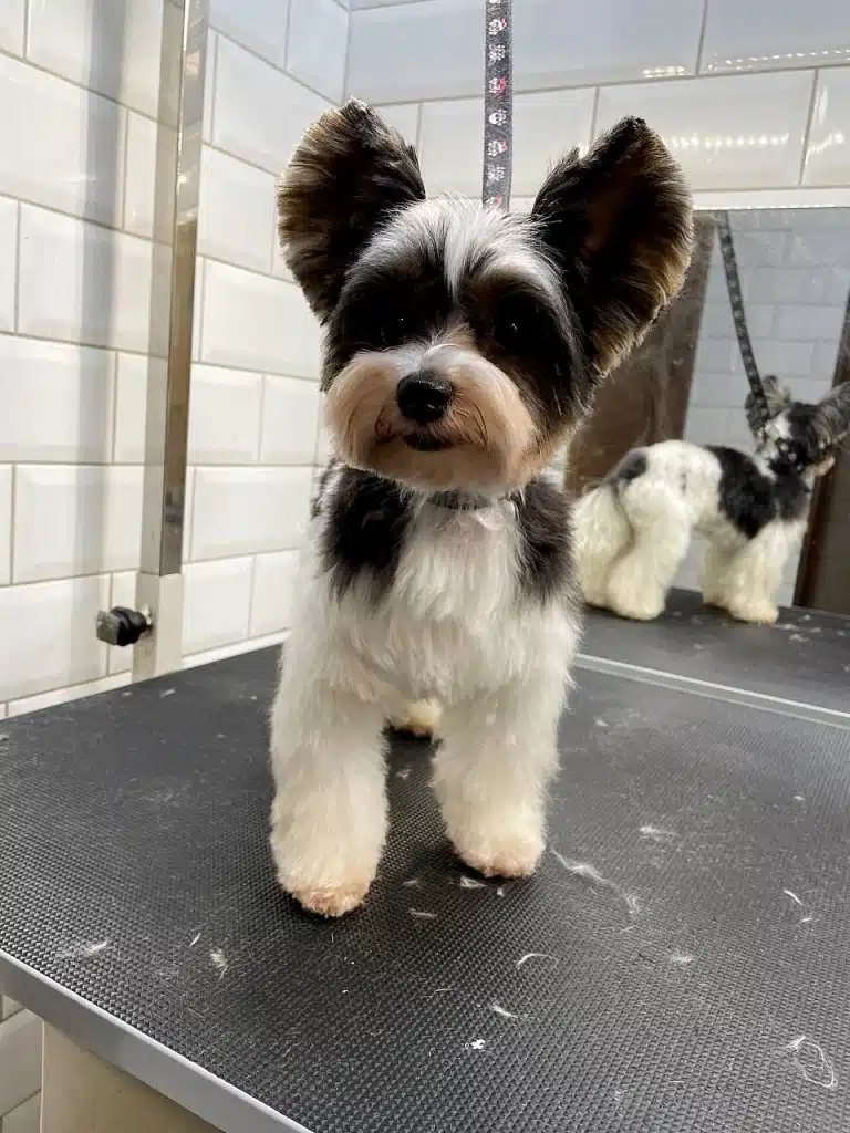 Бівер-йорк з круглими пухнастими вушками має двогий хвіст