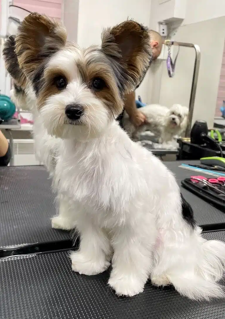 Бівер-йорк тихо сидить на грумерському столі і спостерігає за стрижкою мальтезе