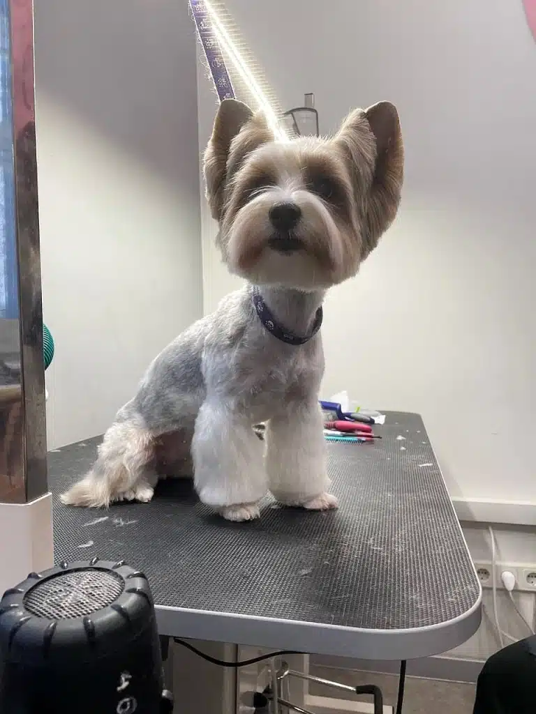 Йорк тепер буде гуляти на вулиці побритими лапками