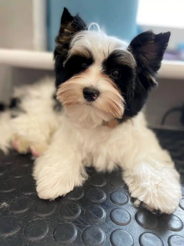 Чорно-білий бівер-йорк уважно вдивляється в камеру грумера