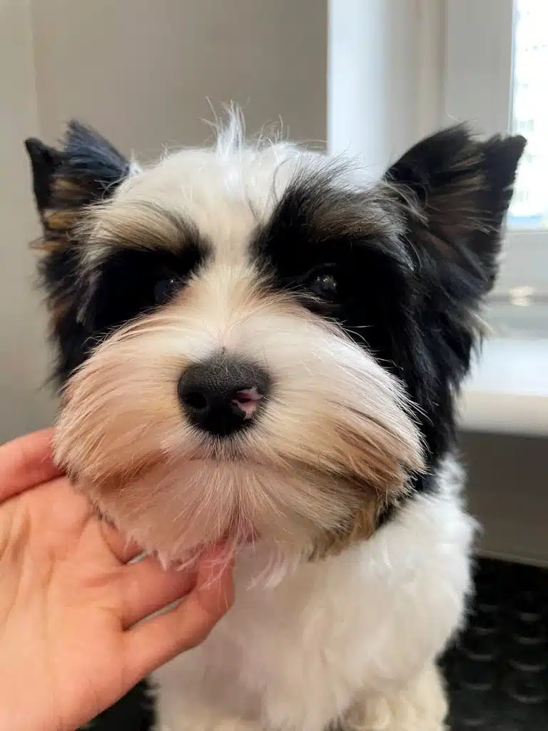 Грумер підняв голівку бівера, щоб сфотографувати результат своєї роботи