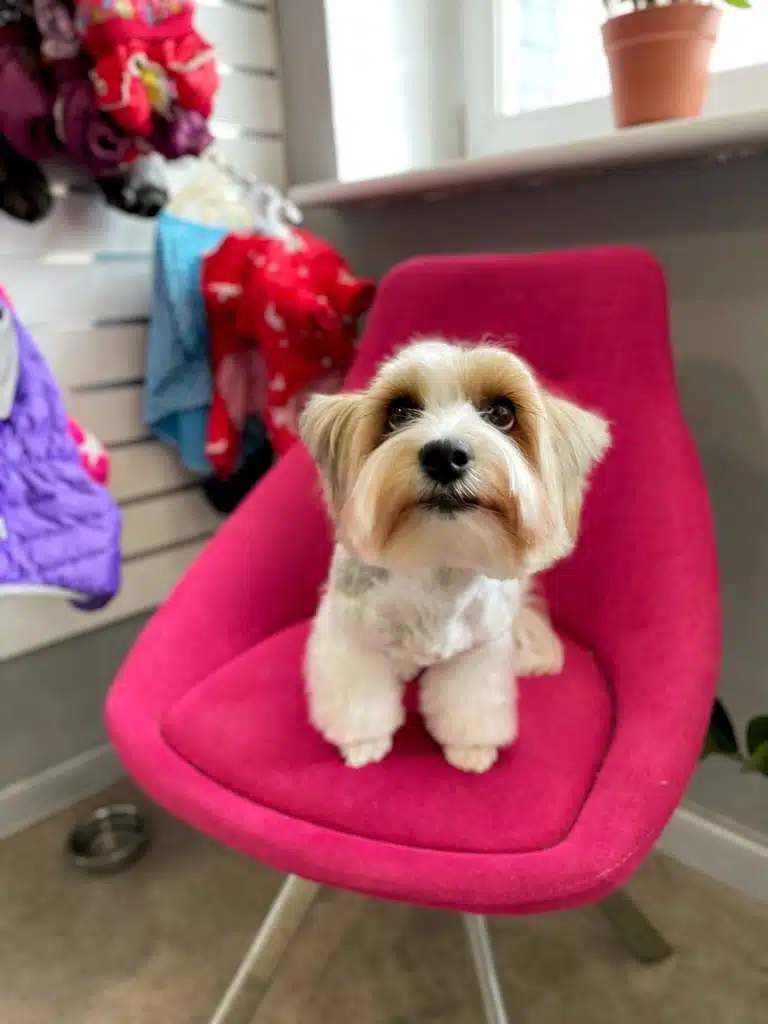 Бівер-йорк притис вушка до голови, сидячи на рожевому стільці